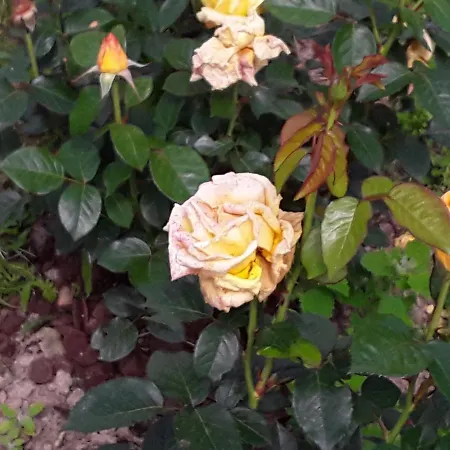 Bed & Breakfast La Roulotte De L'ami Nature Barrais-Bussolles