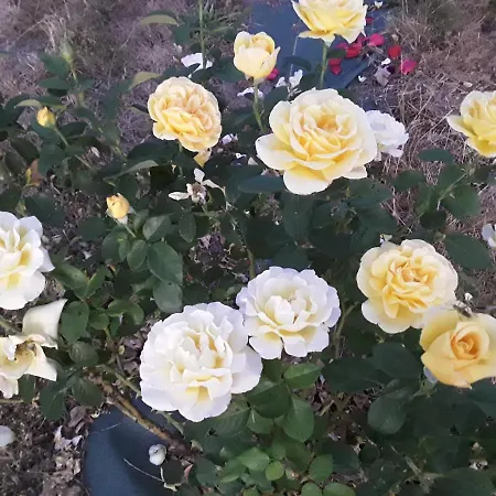 Bed and breakfast La Roulotte De L'ami Nature 3*