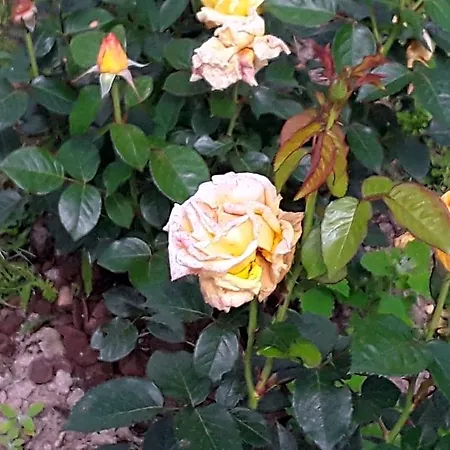 La Roulotte De L'ami Nature 3*
